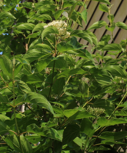 roughleaf dogwood