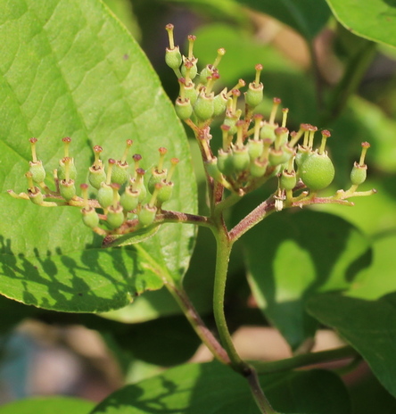 Cornus drummondii