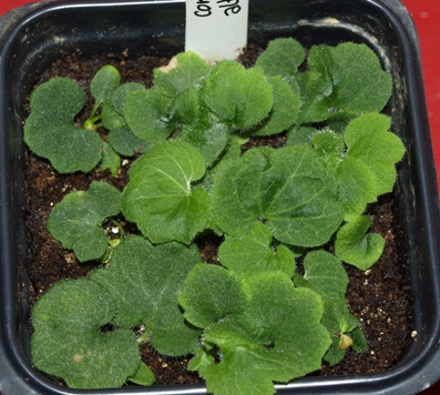Cortusa matthioli subsp. altaica