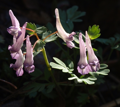 Corydalis shimienensis 'Blackberry Wine'