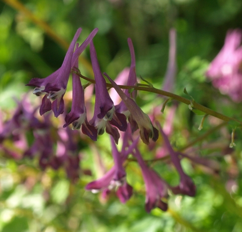 Corydalis shimienensis 'Blackberry Wine'