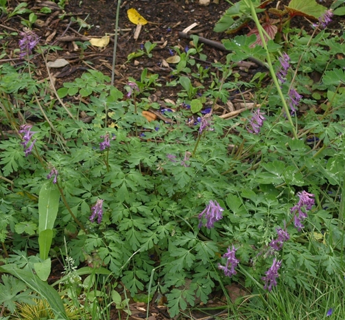 Corydalis shimienensis 'Blackberry Wine'