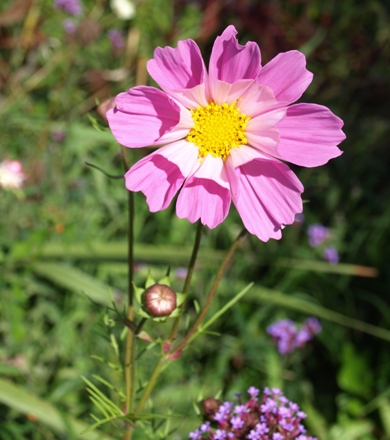 Cosmos bipinnatus