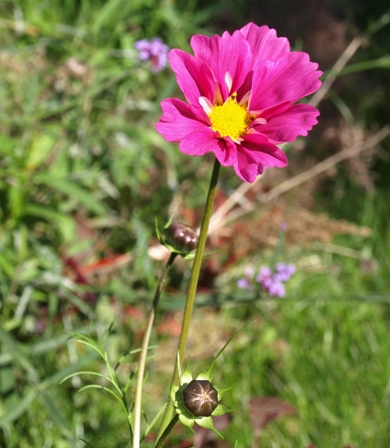 Cosmos bipinnatus