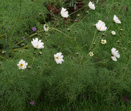 Cosmos bipinnatus