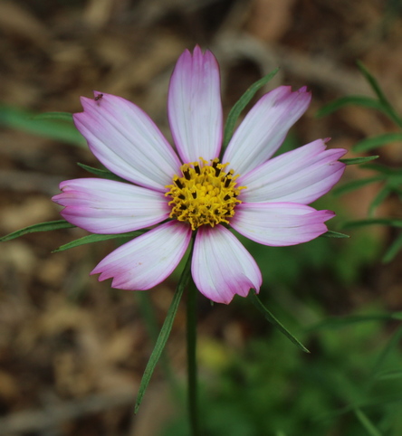 Cosmos bipinnatus