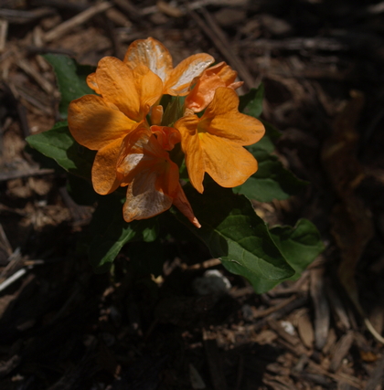 firecracker flower