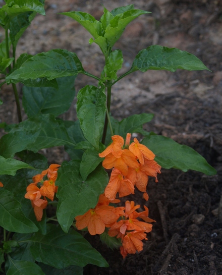 Crossandra infundibuliformis 'Orange Marmalade'