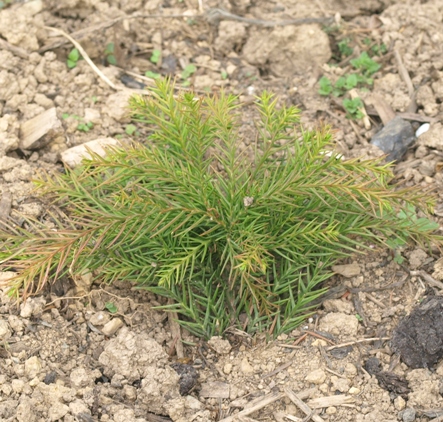 Cryptomeria japonica