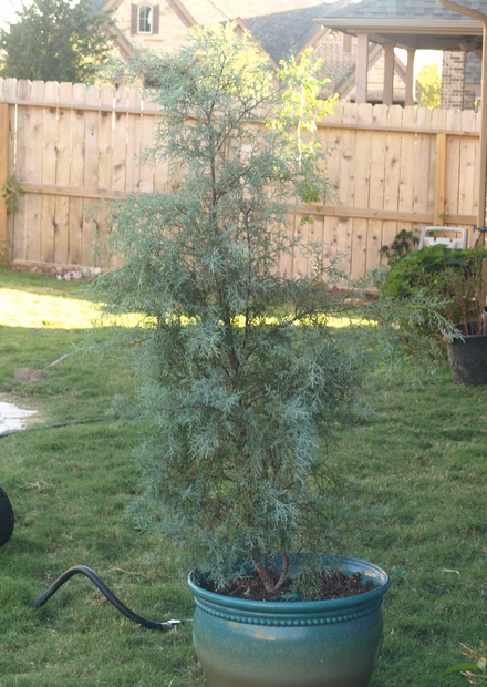 Arizona cypress