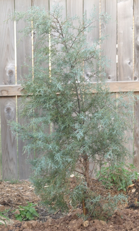 Cupressus arizonica var. glabra 'Carolina Sapphire'