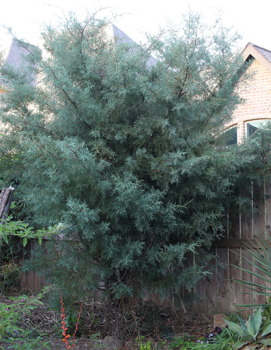 Cupressus arizonica var. glabra 'Carolina Sapphire'