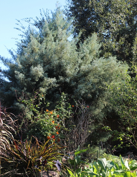 Arizona cypress