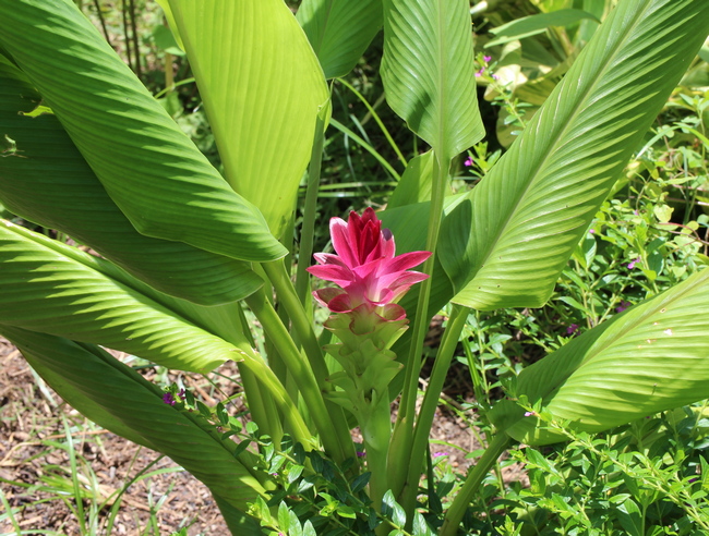 Curcuma australasica 'Aussie Plume'