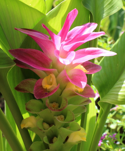 Curcuma australasica 'Aussie Plume'