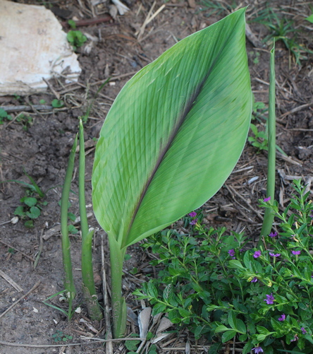 Aussie plume ginger