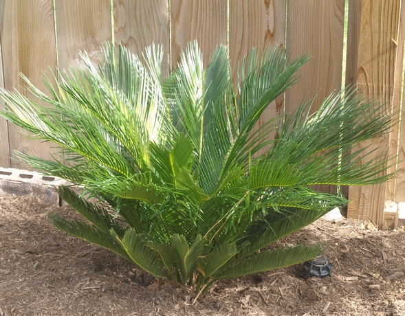 Cycas revoluta