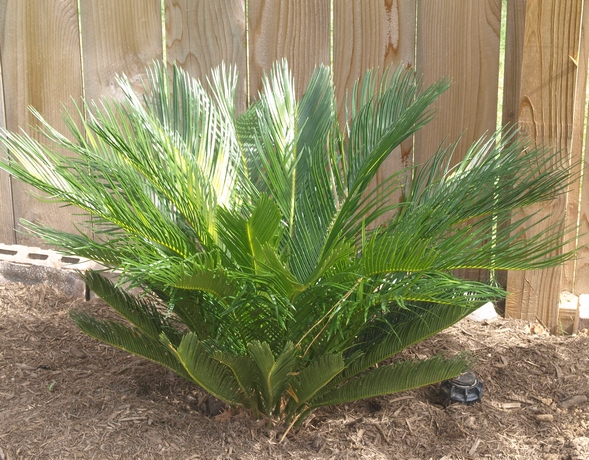 Cycas revoluta