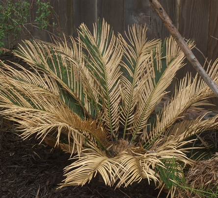 sago palm