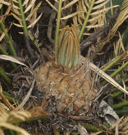 Cycas revoluta