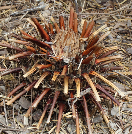 Cycas revoluta