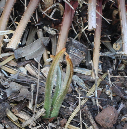 sago palm