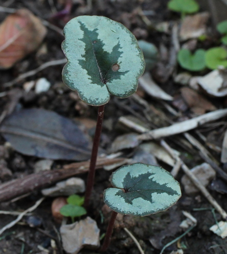 Cyclamen mirabile