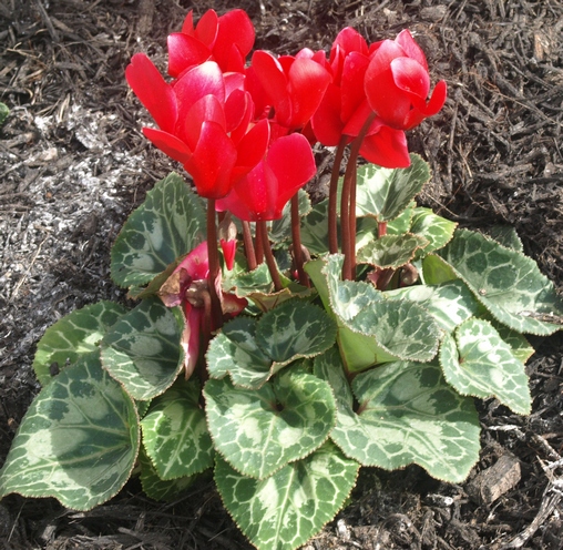 mother's day cyclamen