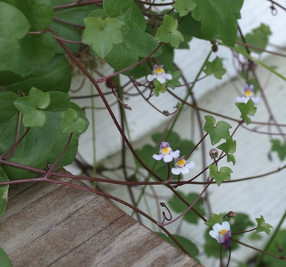 Cymbalaria muralis