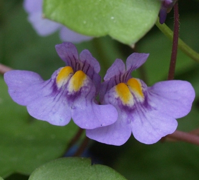 Kenilworth ivy