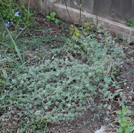 trailing indigo bush, Gregg's prairie clover