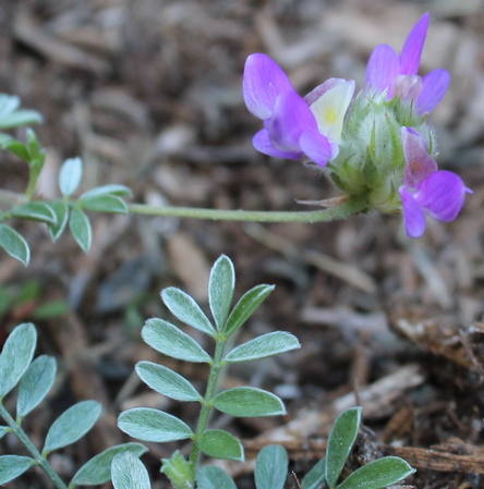 trailing indigo bush, Gregg's prairie clover