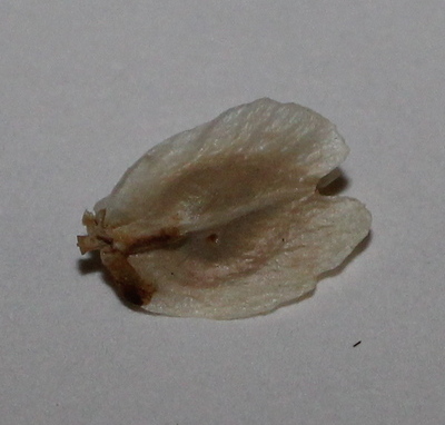 Dasylirion wheeleri