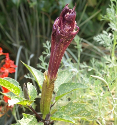 Datura metel 'Black Currant Swirl'