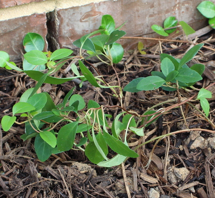 climbing hydrangea; woodvamp
