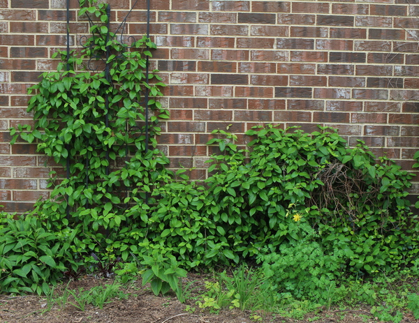 climbing hydrangea; woodvamp