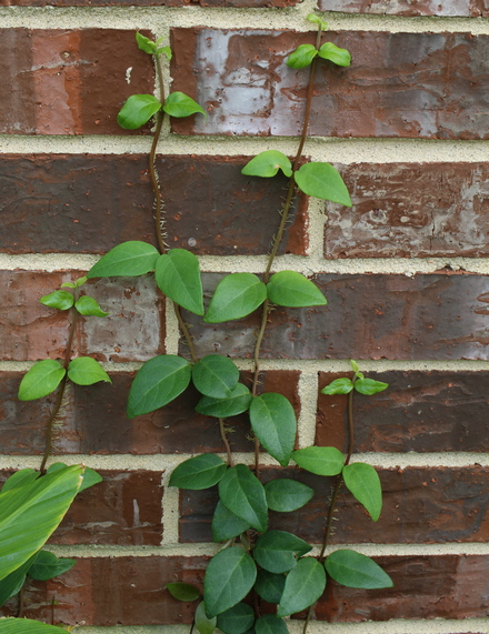 climbing hydrangea; woodvamp