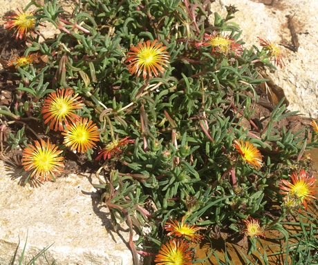 Delosperma cultivars