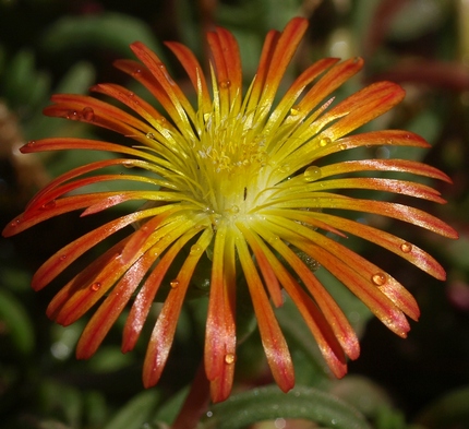 ice plant