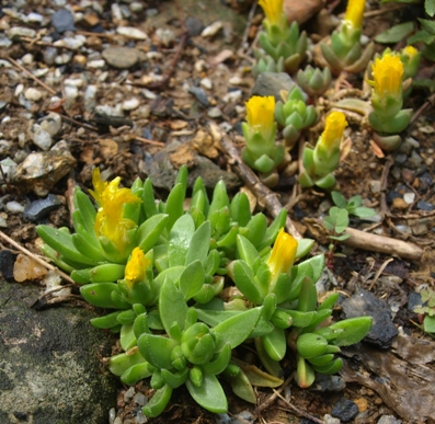 Delosperma congestum