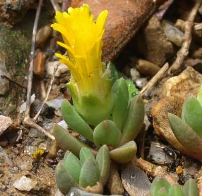 ice plant