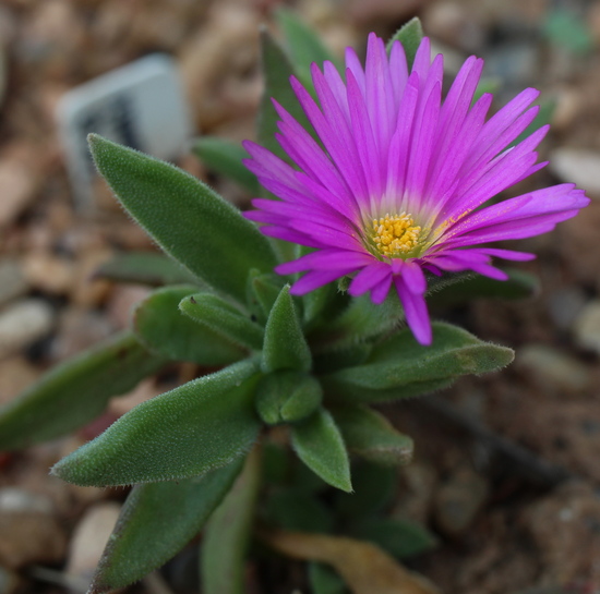 Delosperma sutherlandii