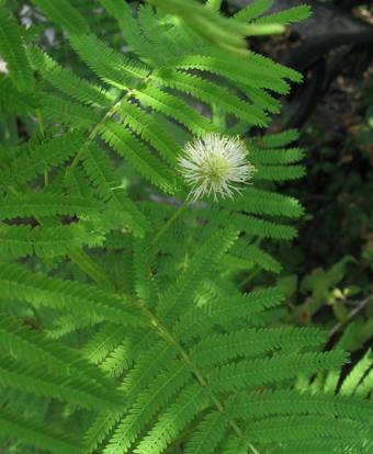 Desmanthus illinoensis flower