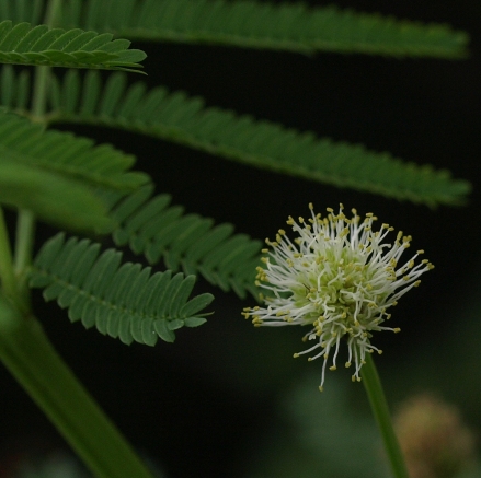 Desmanthus illinoensis