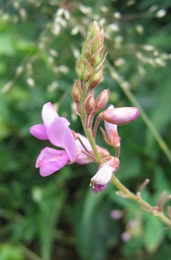 showy tick trefoil