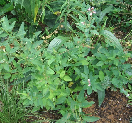 Desmodium canadense