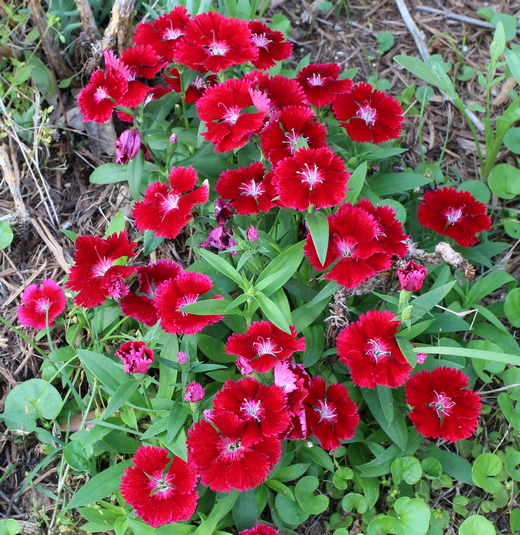 Dianthus short hybrids