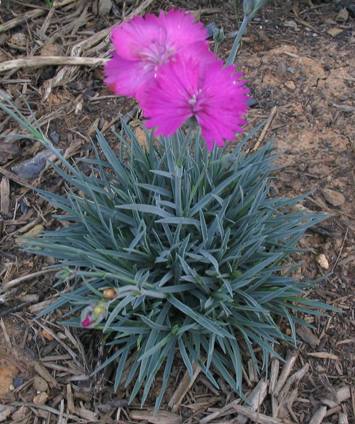 Dianthus gratianopolitanus