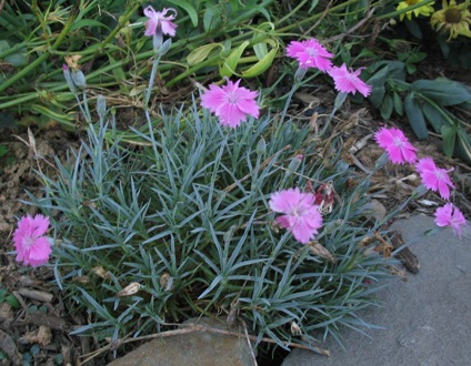 Dianthus gratianopolitanus