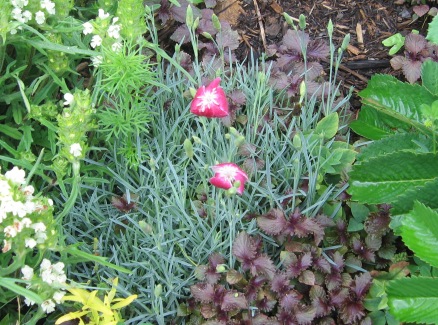 Dianthus gratianopolitanus